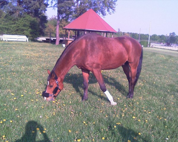 horse Larry 69 (Holsteiner, 1992, from Landlord)