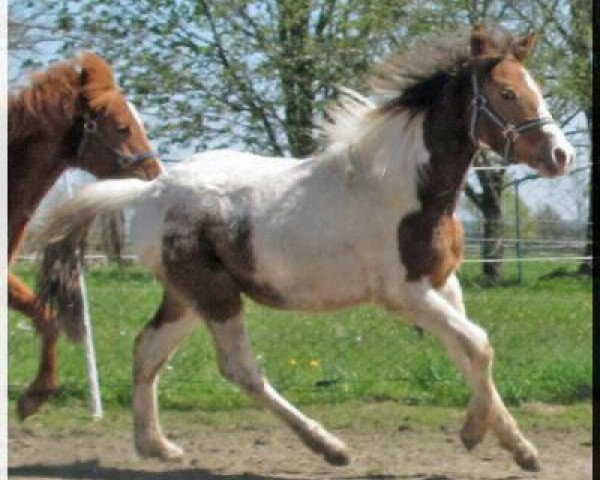 Pferd Picasso vom Riederhof (Pinto/Pony,  , von Pares von Lauterbach)