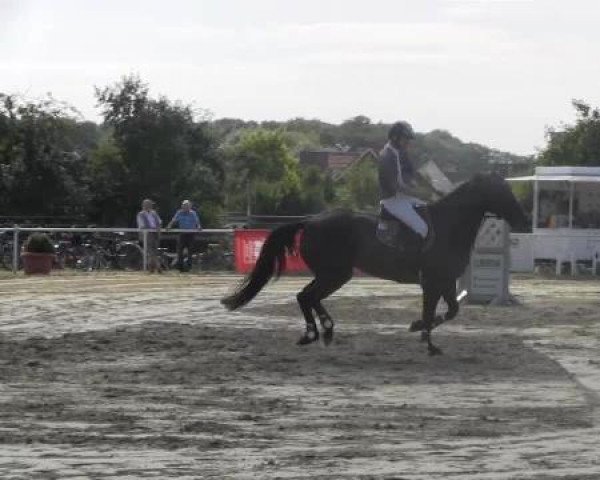 broodmare Carla (Oldenburg, 2002, from Collin L)