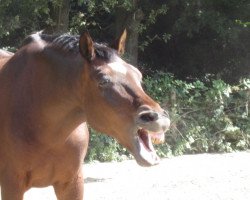 dressage horse Bonny 209 (unknown, 1991)