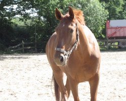 Dressurpferd Paulchen 158 (Westfale, 2005, von Platini)