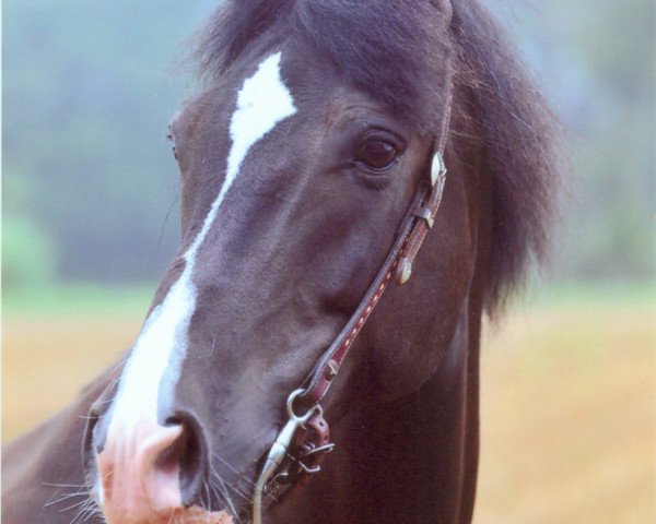 horse Maxwell (Lewitzer, 2000, from Munser)