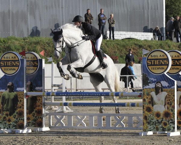 Springpferd Bonitas 2 (Holsteiner, 2000, von Briscar)
