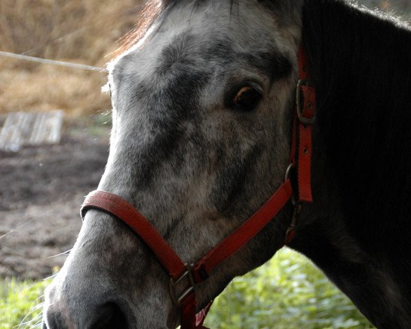 Pferd Pigment (Polnisches Warmblut, 2001, von Good Luck)