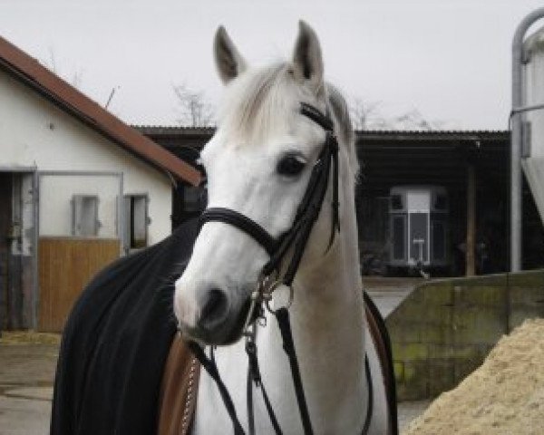 dressage horse Dream of Dance 5 (German Riding Pony, 1999, from Dandy)