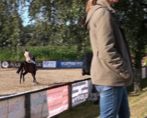 jumper Riddick (Westphalian, 2005, from Rockwell)