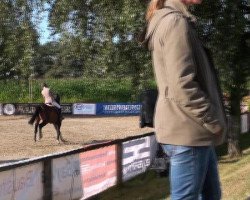 jumper Riddick (Westphalian, 2005, from Rockwell)