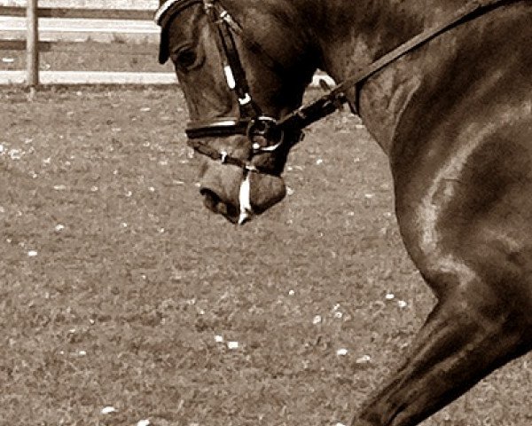 dressage horse Hadubrand (German Riding Pony, 2006, from Halifax) dressage horse Hadubrand (German Riding Pony, 2006, from Halifax)