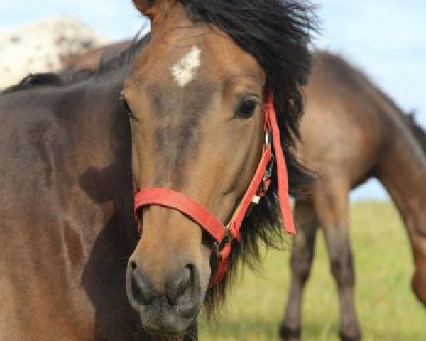 Pferd Sweet Wild Honey D (Kleines deutsches Reitpferd, 2010, von Shimano Sch BSch)