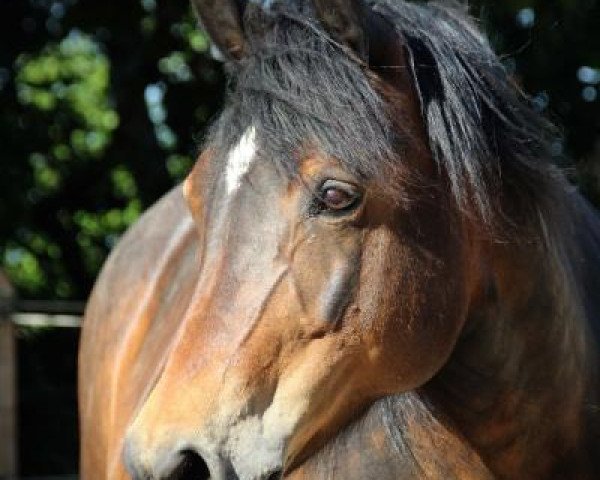Zuchtstute C-Donna (Deutsches Reitpony, , von Moraco) Zuchtstute C-Donna (Deutsches Reitpony, , von Moraco)