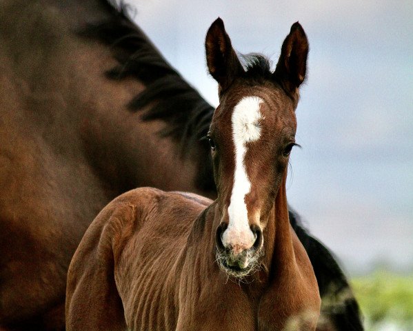 broodmare Daisy (Hanoverian, 2022, from Diaron OLD)