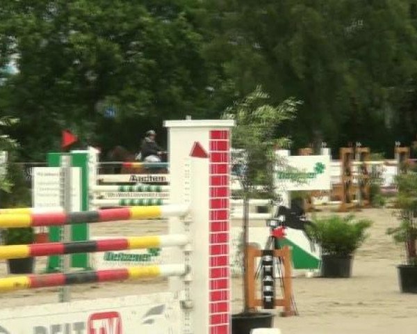 Springpferd Focus Junior (Rheinländer, 2000, von Focus)
