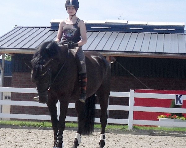 horse Latino Z (Hessian Warmblood, 2000, from Le Comte)