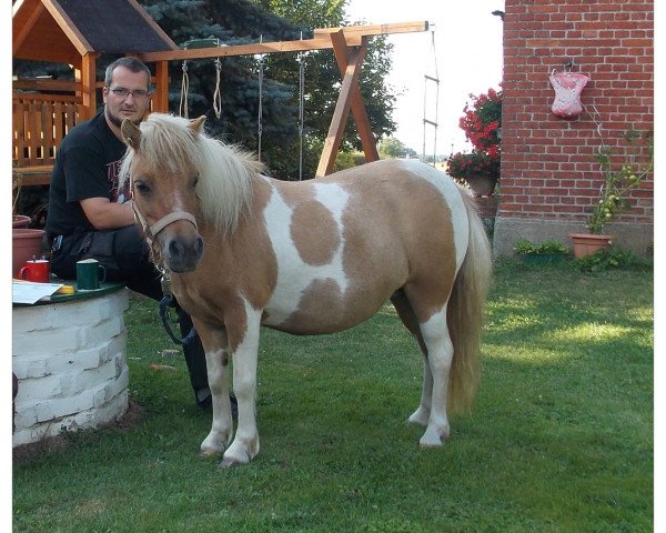 broodmare Farella v. Buchberg (Shetland Pony, 2004, from Frisco v. Oberland)