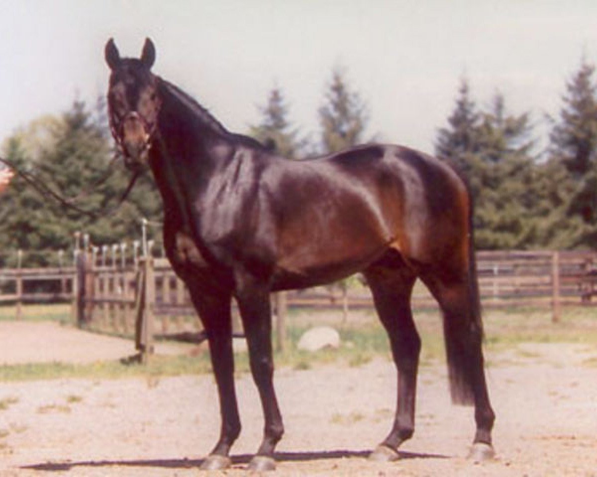 stallion Concinales xx (Thoroughbred, 1991, from Acatenango xx)