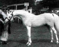 stallion Skowronek 1909 ox (Arabian purebred, 1909, from Ibrahim 1899 ox)