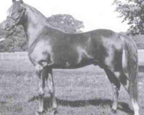 stallion Rissam 1928 ox (Arabian purebred, 1928, from Naseem 1922 ox)