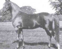stallion Rissam 1928 ox (Arabian purebred, 1928, from Naseem 1922 ox)