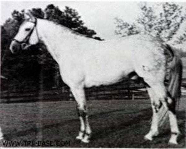 stallion Magnet (Trakehner, 1964, from Pregel)