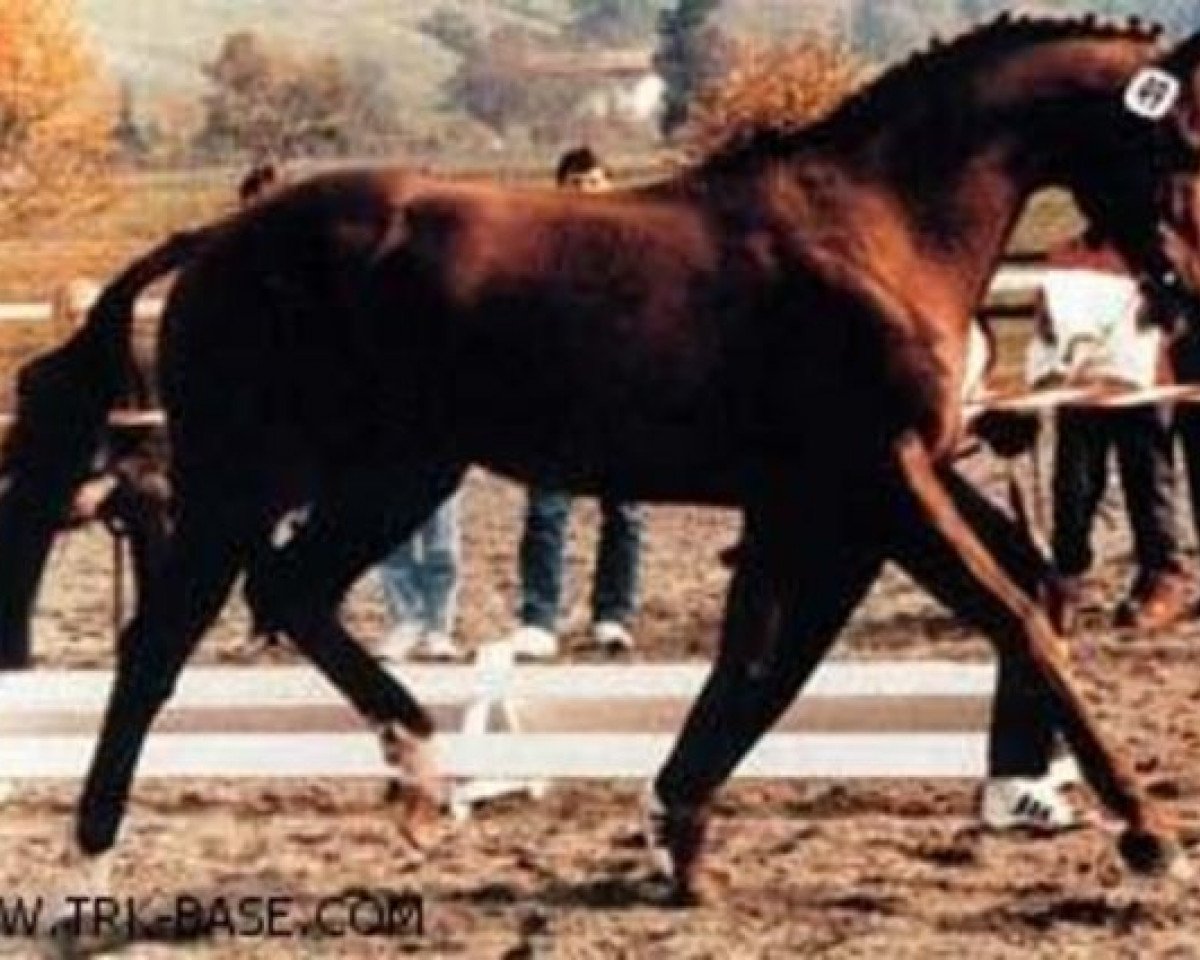 stallion Bonito xx (Thoroughbred, 1974, from Literat xx)