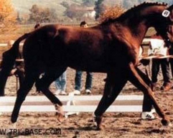 Deckhengst Bonito xx (Englisches Vollblut, 1974, von Literat xx)