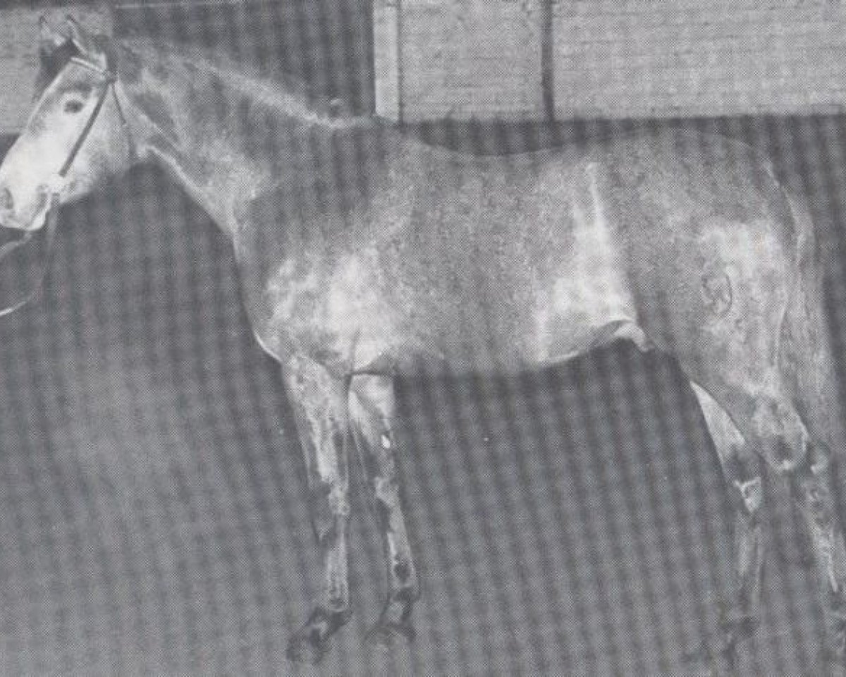 stallion Calvados I (Holsteiner, 1974, from Cor de la Bryère)