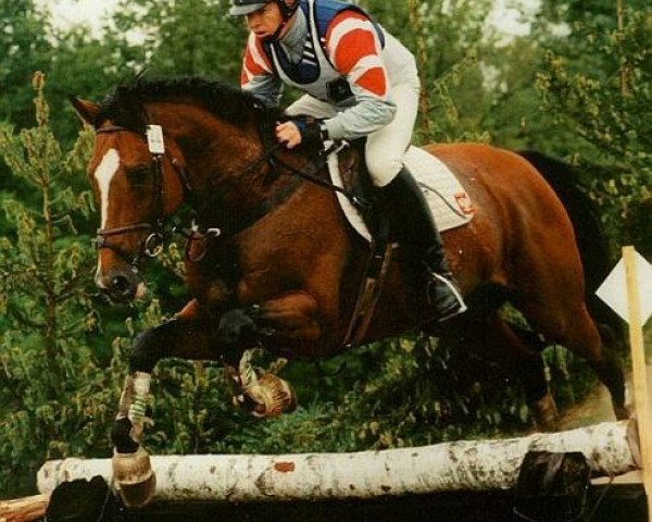 Deckhengst Bujak (Wielkopolska, 1989, von Sir Shostakovich xx)