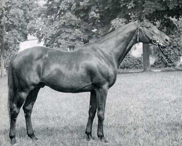 stallion Arlequin AA (Anglo-Arabs, 1963, from Massondo AA) stallion Arlequin AA (Anglo-Arabs, 1963, from Massondo AA)