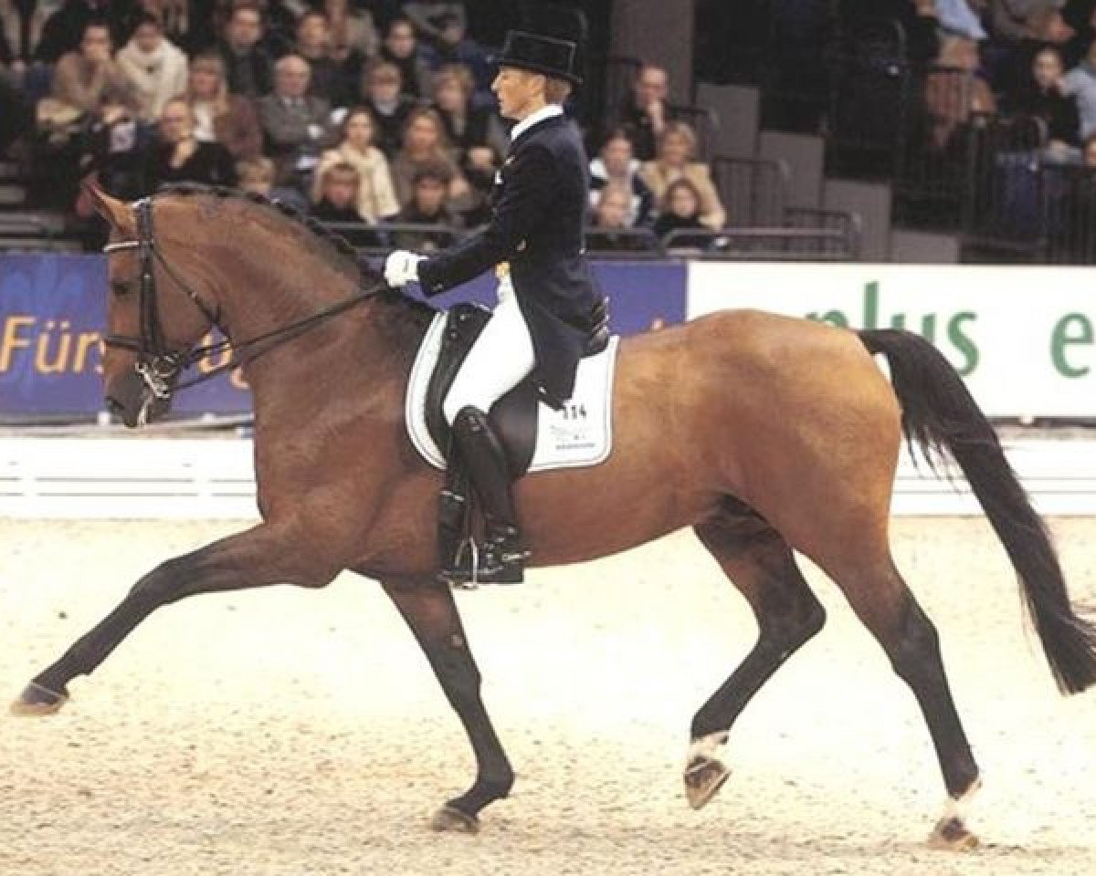 Deckhengst Fiorissimo (Hannoveraner, 1993, von Werther)