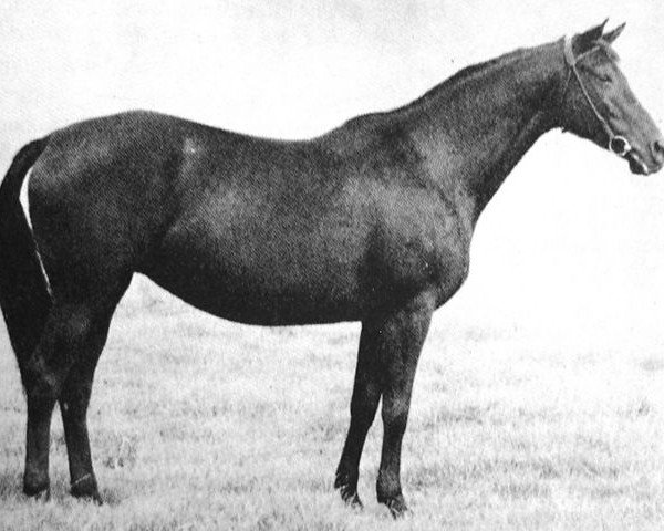 broodmare Korbetha (Trakehner, 1966, from Kapitaen)