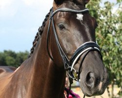 dressage horse Dante 93 (Westphalian, 2008, from Del Cento)