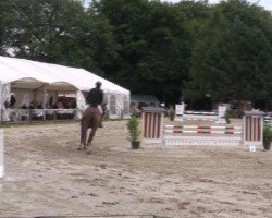 jumper Wednesday 30 (Hanoverian, 2001, from White Star)