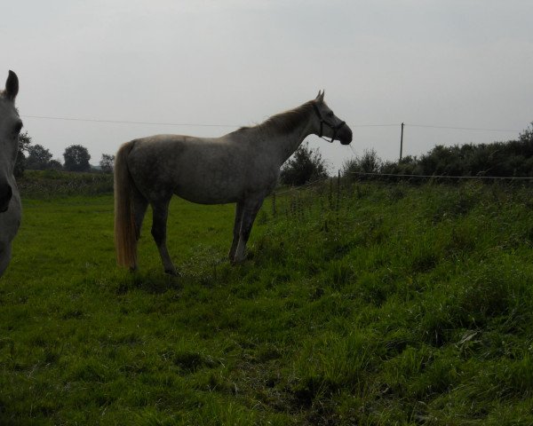 broodmare Arielle (Mecklenburg, 2002, from Adriano 3397)
