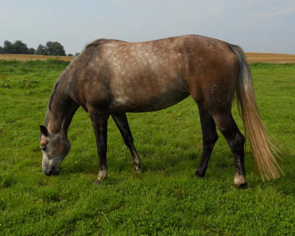 Dressurpferd Cortina (Mecklenburger, 2007, von Coolidge 2) Dressurpferd Cortina (Mecklenburger, 2007, von Coolidge 2)