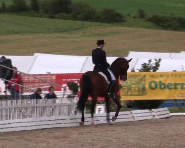 Dressurpferd Don Henry 4 (Westfale, 2001, von Dimension)