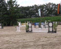 broodmare La Luna 294 (Holsteiner, 2004, from Limbus)