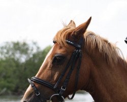 Dressurpferd Gilbert 53 (Deutsches Reitpony, 1994, von Golden Springfield B)