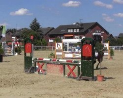jumper Chico (German Riding Pony, 1996)