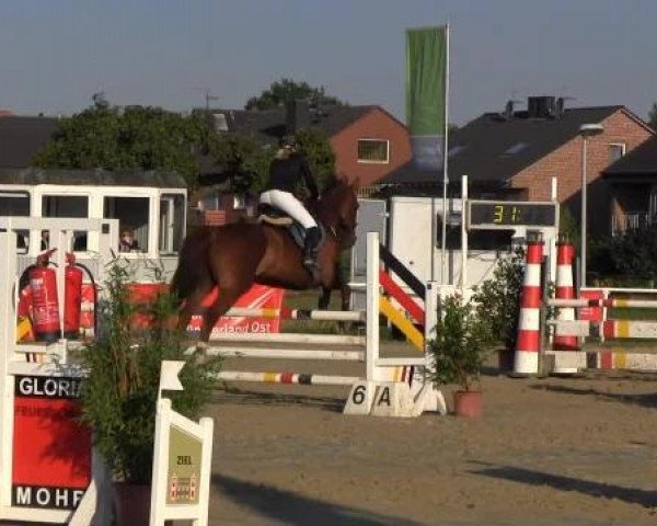 jumper Felicia 67 (Swedish Warmblood, 2001, from Nactus)