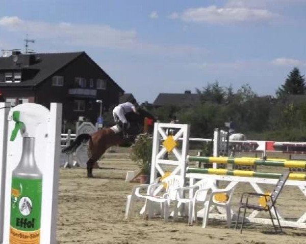 jumper Lewanto (Westphalian, 2004, from Lupicor)