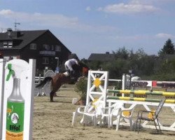 Springpferd Lewanto (Westfale, 2004, von Lupicor)