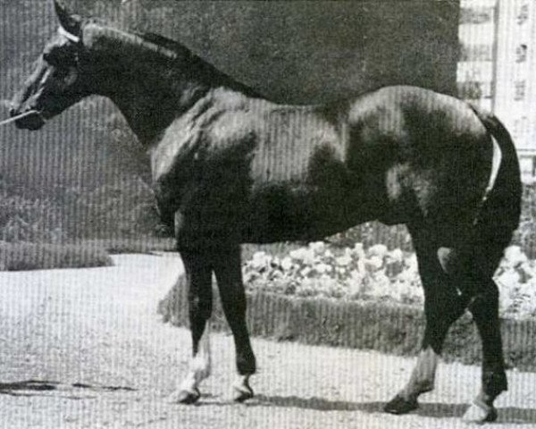 stallion Tanael AN (Anglo-Norman, 1963, from Ibrahim)