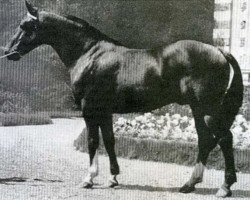 stallion Tanael AN (Anglo-Norman, 1963, from Ibrahim)