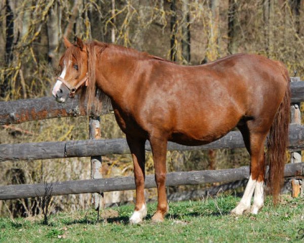 broodmare Steijo's Femke (Welsh-Pony (Section B), 1999, from Blethni Puck)