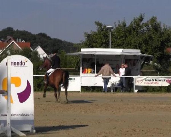 jumper Contendro 5 (Holsteiner, 2001, from Contender)