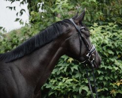 dressage horse Fürstin K (Oldenburg, 2016, from Fürstenball)