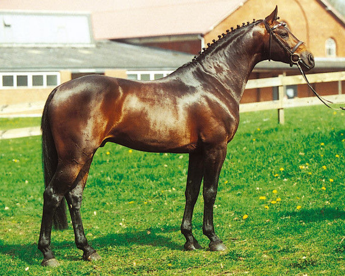 Deckhengst Com Air I (Holsteiner, 1999, von Contender)