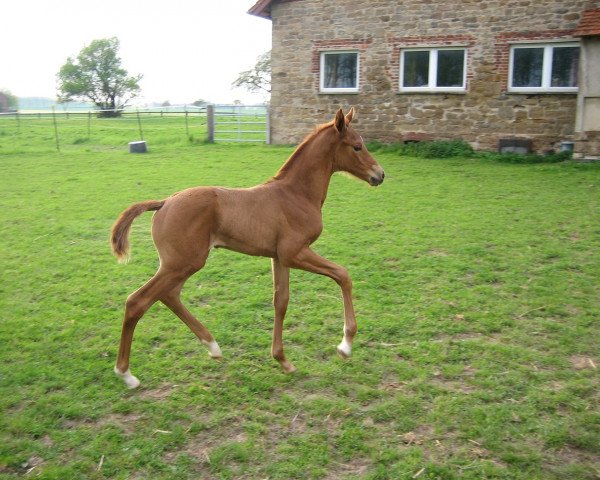 broodmare Boheme de Lys (Westphalian, 2010, from Boston)