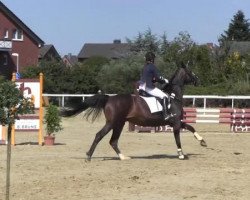 broodmare Penny Lane 310 (Westphalian, 2000, from Pik Labionics)