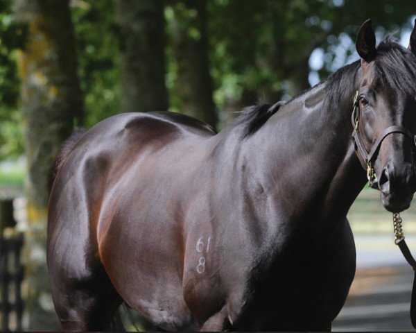 stallion Noverre xx (Thoroughbred, 2018, from Savabeel xx)